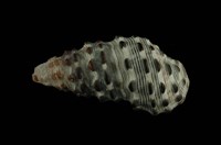 藏品(白葚蟹守螺)的圖片